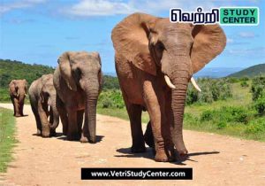 Vetri Study Center Current Affairs - Elephant Tracks