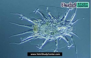 Vetri Study Center Current Affairs - Tardigrade