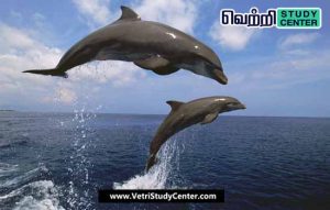 Vetri Study Center Current Affairs - Dolphin
