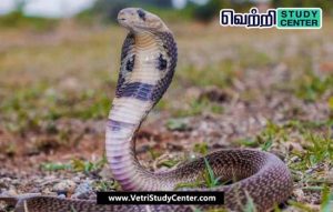 Vetri Study Center Current Affairs - snakebite