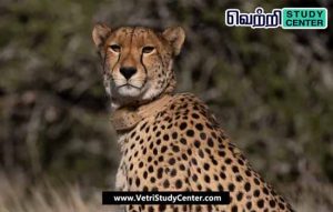 Vetri Study Center Current Affairs - Cheetah