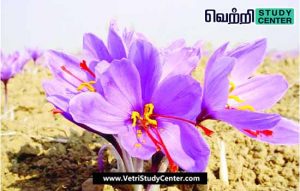 Vetri Study Center Current Affairs - Kishtwar saffron