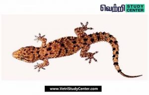Vetri Study Center Current Affairs - Lizard species