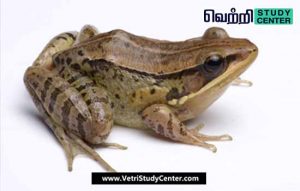Vetri Study Center Current Affairs - Music Frog