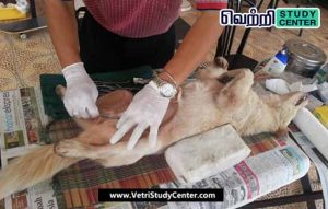 Vetri Study Center Current Affairs - Stray dogs are also neutered