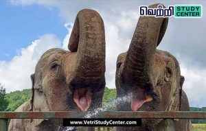 Vetri Study Center Current Affairs - Elephant Sanctuary