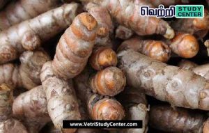 Vetri Study Center - Current Affairs - Ladang Turmeric