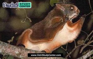 Vetri Study Center Current Affairs - Namtapa Squirrel