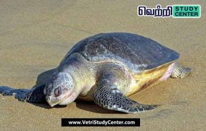 Vetri Study Center Current Affairs - Olive Ridley Turtles