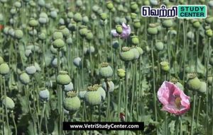 Vetri Study Center Current Affairs - Opium
