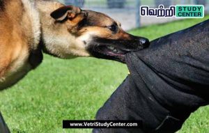 Vetri Study Center Current Affairs - Street dog bites