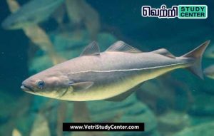 Vetri Study Center Current Affairs _ Coalfish
