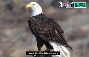 Vetri Study Center Current Affairs - Census of Eagles