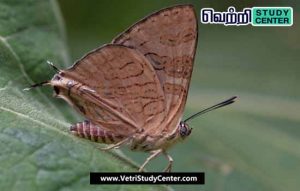 Vetri Study Center Current Affairs - Cloud Forest Silver Line