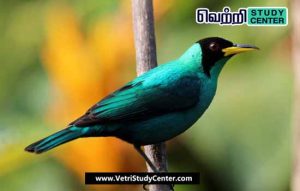 Vetri Study Center Current Affairs - Green honeycreeper