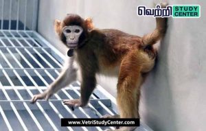 Vetri Study Center Current Affairs - Rhesus monkey