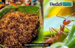 Vetri Study Center Current Affairs - red ant chutney