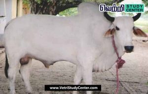 Vetri Study Center Current Affairs - Gangatiri Bulls