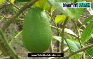 Vetri Study Center Current Affairs - Kaji Nemu