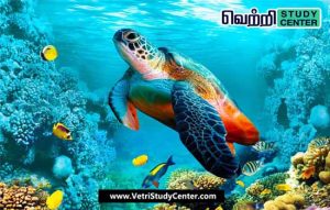 Vetri Study Center Current Affairs - World Sea Turtle Day