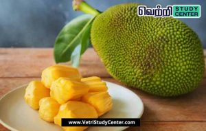 Vetri Study Center Current Affairs - Jackfruit