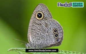 Vetri Study Center Current Affairs Four Ringed Butterfly