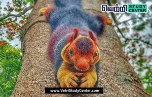 Vetri Study Center Current Affairs - Malabar Squirrels