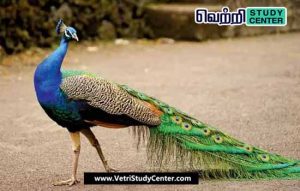 Vetri Study Center Current Affairs - Peacock Sanctuary