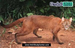 Vetri Study Center Current Affairs - Gold Cat