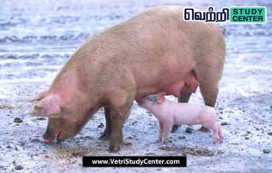 Vetri Study Center Current Affairs - Pig Husbandry Policy