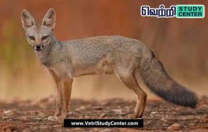 Vetri Study Center Current Affairs - Jackal