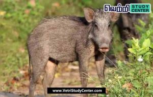 Vetri Study Center Current Affairs - Wild pig