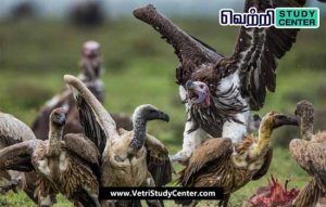 Vetri Study Center Current Affairs - The vultures of the corpse