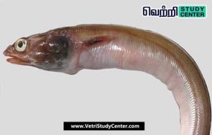 Vetri Study Center Current Affairs - Ariosoma Tamilicum
