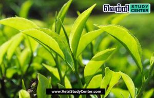 Vetri Study Center Current Affairs - Tea Export
