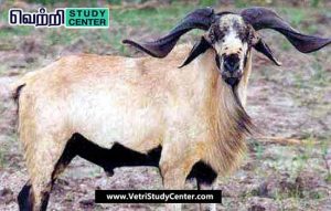 Vetri Study Center Current Affairs - Sheep